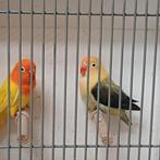 Prachtig koppel Agapornis Fisheri, Dieren en Toebehoren, Meerdere dieren, Dwergpapegaai of Agapornis, Geringd