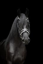 Friese merrie te koop, Dieren en Toebehoren, Paarden, Merrie, Gechipt, Zadelmak, 3 tot 6 jaar