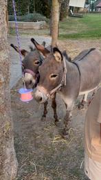 Te koop: 2 mini-ezels – vader & zoon, Dieren en Toebehoren, Overige Dieren, Januari, Mannelijk
