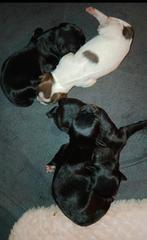 Markiesje kooiker pups, Overige rassen, 8 tot 15 weken, Meerdere, Meerdere dieren