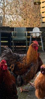 Orpington haan te koop, Dieren en Toebehoren, Pluimvee, Mannelijk, Kip