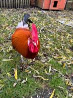 Koppeltje Haan & 3 kippen, Dieren en Toebehoren, Meerdere dieren, Kip