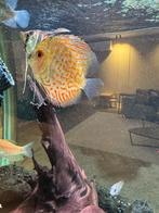 Discus vis, Dieren en Toebehoren, Vis