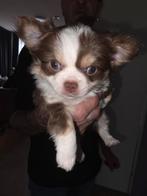 Mooi 3 kleur chihuahua  teefje, Dieren en Toebehoren, Honden | Chihuahua's en Gezelschapshonden, Rabiës (hondsdolheid), 8 tot 15 weken
