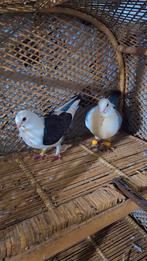 Duiven te koop, Meerdere dieren, Parkiet