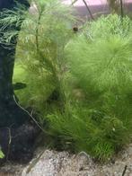 Aquariumplant, Ophalen, Plant(en), Steen of Hout