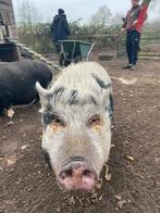 Zwijntjes zoeken nieuw thuis, Mannelijk, Varken