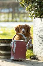 Nova scotia duck tolling retriever ( Toller )dekreu, CDV (hondenziekte), Meerdere, 1 tot 2 jaar, Reu