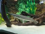 💥 Spotted Gar - Kaaiman Snoek, Dieren en Toebehoren, Vissen | Aquariumvissen, Vis