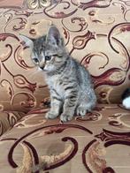 Britişh shorthair, Dieren en Toebehoren, Katten en Kittens | Dekkaters, 0 tot 2 jaar