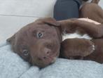 Lieve Labrador x Bordercollie pups, speelse puppy's, Dieren en Toebehoren, Honden | Retrievers, Spaniëls en Waterhonden, CDV (hondenziekte)