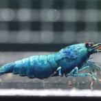 Blue Bolt donker blauwe garnalen high grade!, Kreeft, Krab of Garnaal