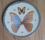 Waarschijnlijke morpho portis thamyris geprepareerd, Ophalen of Verzenden