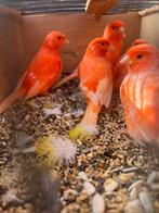 Gezocht vele soorten vogels kanarie Tropen parkieten papagaa, Meerdere dieren, Kleurkanarie
