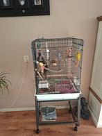 Parkiet cocco 12 weken oud blauw van kleur, Dieren en Toebehoren, Vogels | Hokken en Kooien, Ophalen, Zo goed als nieuw, Metaal