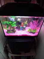 Aquarium met 40 guppies tekoop. Zie toelichting, Ophalen of Verzenden, Zo goed als nieuw, Leeg aquarium
