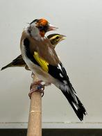 Majoor Putter - Man, Mannelijk, Wildzangvogel, Geringd