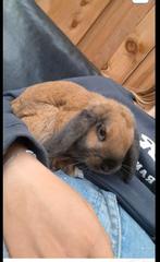 Minilopxnhd dekram, Dieren en Toebehoren, Mannelijk, Dwerg