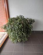 Zeer grote Lidcactus plant donkerroze bloemen, Huis en Inrichting, Kamerplanten, Overige soorten, 100 tot 150 cm, Halfschaduw