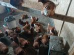 Leg kippen te koop 25 weken oud, Dieren en Toebehoren, Pluimvee, Vrouwelijk, Kip
