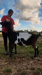 Zwartbonte Geiten te koop., Dieren en Toebehoren, Schapen, Geiten en Varkens, Vrouwelijk, Geit