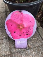 Hibiscus in pot, Tuin en Terras, Ophalen of Verzenden, Overige soorten, Halfschaduw