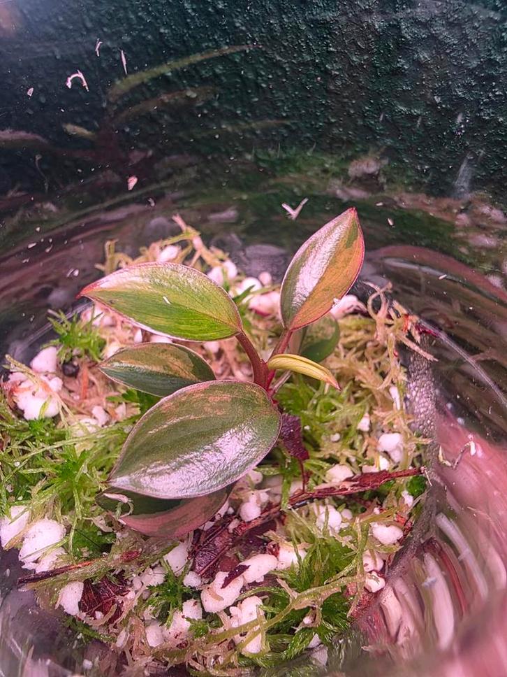 Philodendron Red Congo Variegata TC, Huis en Inrichting, Kamerplanten, Minder dan 100 cm, Halfschaduw, Ophalen of Verzenden