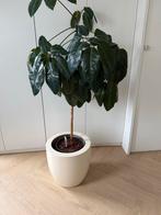 Crème kunststof plantenpot (zonder plant), Tuin en Terras, Bloempotten, Ophalen of Verzenden