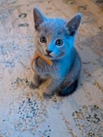 Russisch blauw katertje ( geb 3-12-2025 ), Kater