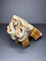 Grote kies wolharige neushoorn, Ophalen of Verzenden, Fossiel