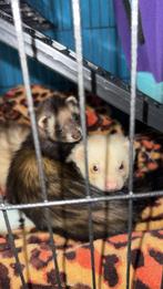 Te koop baby fretten, Dieren en Toebehoren, Knaagdieren, Meerdere dieren, Fret, Voor 1 juli 2024, Tam