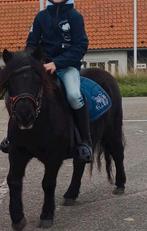 Super lieve grote Sherlander / shetland pony/ kinderpony, Dieren en Toebehoren, Pony's, Merrie, Gechipt, Zadelmak, A pony (tot 1.17m)