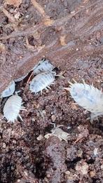 Porcellio Laevis 'Dairy Cow', Overige soorten