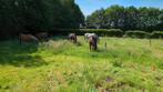 Paddockplek met super uitrij mogelijkheden! *Ruwvoertest*, Dieren en Toebehoren, Weidegang, 1 paard of pony