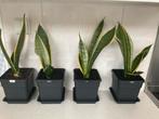 Sanseveria vanaf € 0,83, Huis en Inrichting, Ophalen, 100 tot 150 cm, Overige soorten, Halfschaduw