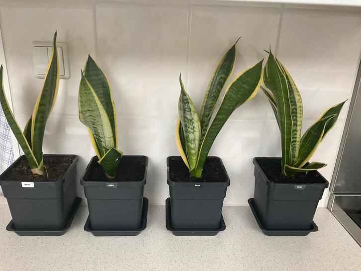Sanseveria vanaf € 0,83, Huis en Inrichting, Kamerplanten, Overige soorten, 100 tot 150 cm, Groene kamerplant, Halfschaduw, In pot