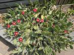 Opuntia Phaeacantha, Schijfcactus stek, Zomer, Vaste plant, Overige soorten, Ophalen