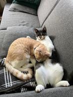 2 lieve katers die nieuw huisje zoeken, Dieren en Toebehoren, Katten en Kittens | Overige Katten, Kater, Kortharig, 0 tot 2 jaar