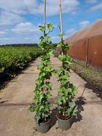Hedera, klimop in pot gestokt voor 3 euro p.st, Ophalen of Verzenden, Overige soorten, 100 tot 250 cm
