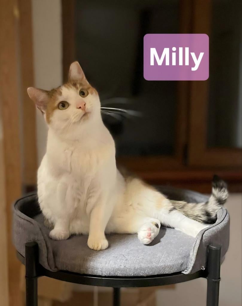 Katten baasjes gezocht, Dieren en Toebehoren, Poes, Kortharig, 6 jaar of ouder