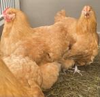 Liefdevolle thuis gezocht voor 1 Orpington Buff Hen, Dieren en Toebehoren, Vogels | Overige Vogels, Meerdere dieren, Tam