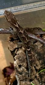 2x Bavayia exsucidda, New Caledonia gekko, Dieren en Toebehoren, Hagedis