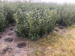 Laurier struiken 80-100-120 -140 cm voor haag, Ophalen, Laurier, 100 tot 250 cm