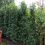 Prunus lusitanica Angustifolia 175-200 cm, Tuin en Terras, Planten | Struiken en Hagen, Ophalen, Laurier, Haag, 100 tot 250 cm