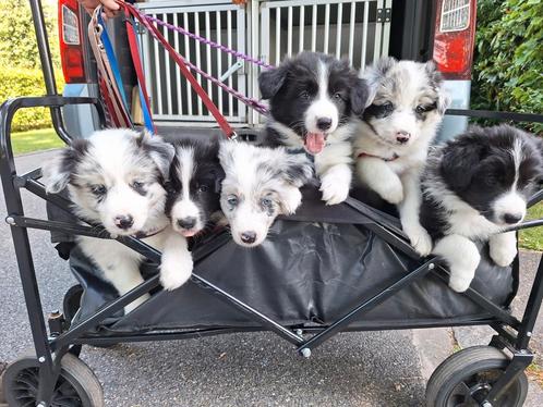 Nog 1 Border collie teefje beschikbaar, Dieren en Toebehoren, Honden | Herdershonden en Veedrijvers, Teef, Collie, Particulier