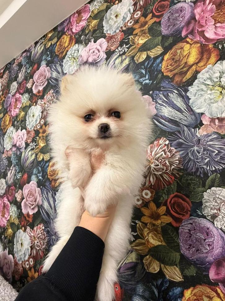 pomeriaan pups mini, Dieren en Toebehoren, Honden | Poolhonden, Keeshonden en Oertypen, Meerdere dieren, Overige rassen, Particulier