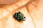 Gezocht: Ranitomeya Imitator Nominat, Dieren en Toebehoren, Reptielen en Amfibieën, Amfibie