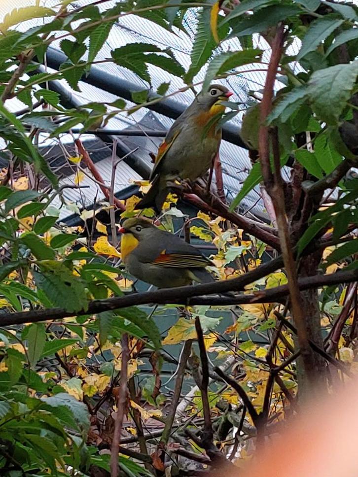 Japanse nachtegalen., Dieren en Toebehoren, Vogels | Overige Vogels, Mannelijk, Geringd