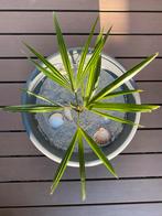 Palmboom trachycarpus fortunei, winterharde palm palmbomen, Ophalen of Verzenden, Zomer, Overige soorten, Volle zon