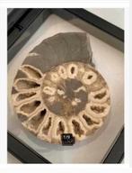 Korting Ammoniet kristallen Marokko 6x5 cm in folie lijst, Verzamelen, Mineralen en Fossielen, Ophalen of Verzenden